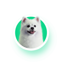 bournemouth-dog-walkers-german-spitz-1.png