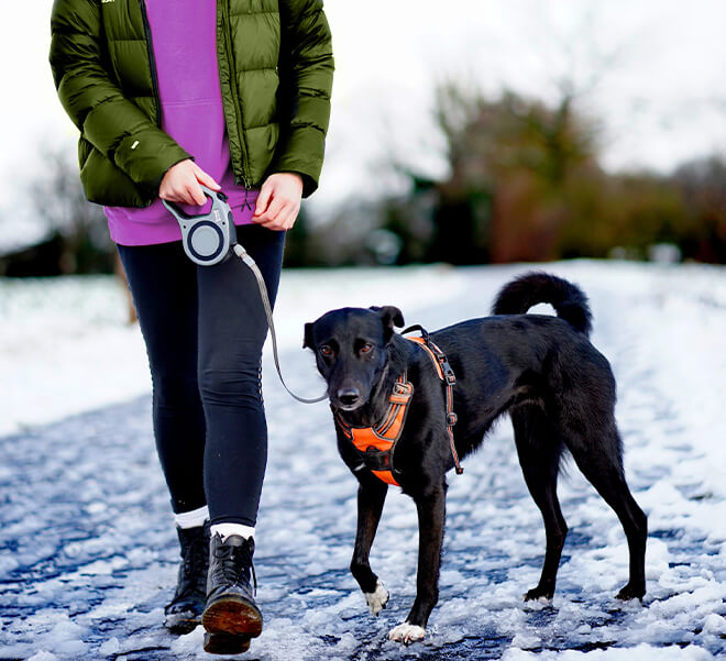 about nicola bournemouth dog walker