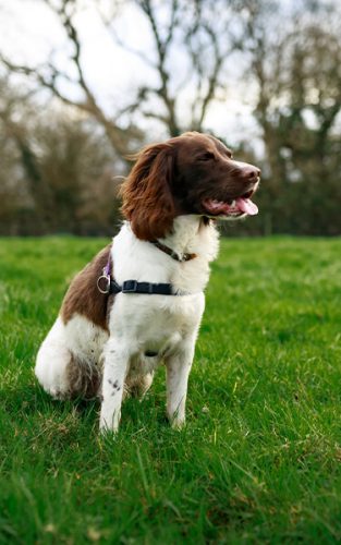 muffin-dog-walkers-bournemouth