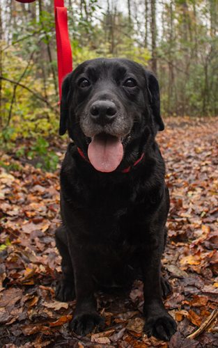 toby-dog-walkers-bournemouth